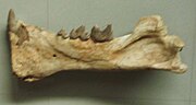 Prosansanosmilus mandible