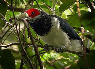 <span class="mw-page-title-main">Red-faced malkoha</span> Species of bird