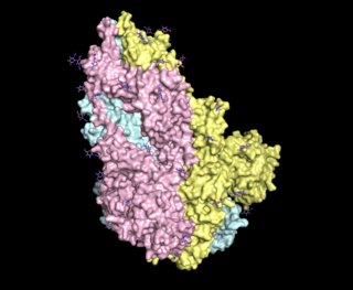 <span class="mw-page-title-main">Glycan-protein interactions</span> Class of biological intermolecular interactions