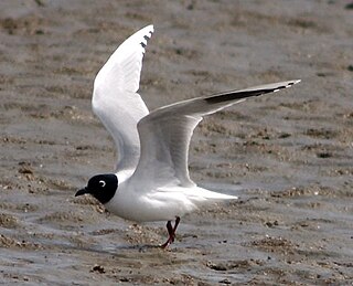 <span class="mw-page-title-main">Saunders's gull</span> Species of bird