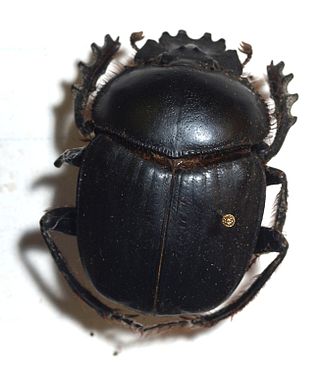 <i>Scarabaeus sacer</i> Species of beetle