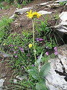 Senecio doronicum