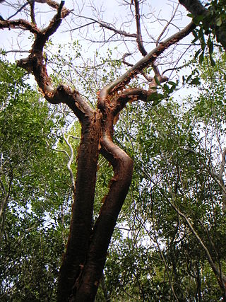 <i>Bursera simaruba</i> Species of flowering plant in the family Burseraceae