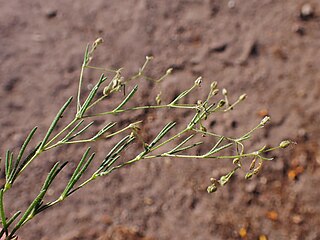 <i>Spergularia diandra</i> Species of plant