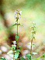 Stachys floridana