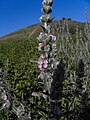 Stachys viticina