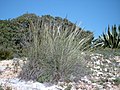 Stipa tenacissima