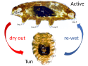 Tardigrade anhydrobiosis cycle