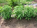 Plantas jóvenes / Young tomato plants