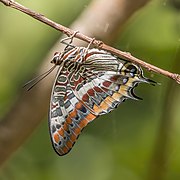 Two-tailed pasha (Charaxes jasius jasius) Greece