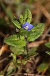 Veronica arvensis 7998.JPG