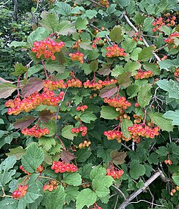 Paprastasis putinas (Viburnum opulus)