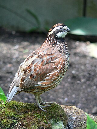 <span class="mw-page-title-main">Northern bobwhite</span> Species of bird