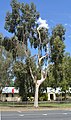 English: A tree in Warren, New South Wales