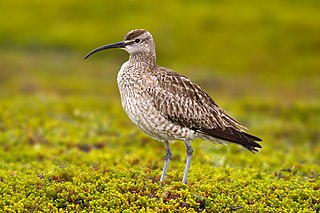 <span class="mw-page-title-main">Eurasian whimbrel</span> Species of bird