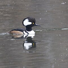 Hooded merganser in West Pond