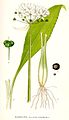 Allium ursinum L.