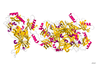 <span class="mw-page-title-main">Amine oxidase (copper-containing)</span>