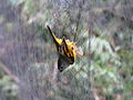 Een gouden nontimalia (Lioparus chrysotis) in een mistnet.