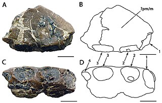 <i>Amblydectes</i> Extinct genus of reptiles