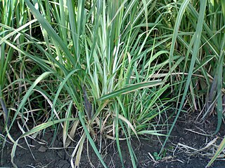 <span class="mw-page-title-main">Sugarcane grassy shoot disease</span> Phytoplasma (bacterial) disease