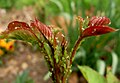 Aphids on rose foliage