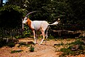 Gemsbok photographed while peeing