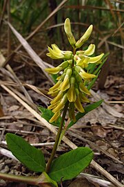 Astragalus glycyphyllos Eestis.JPG