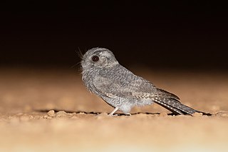 <span class="mw-page-title-main">Australian owlet-nightjar</span> Species of bird