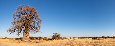 Baobab (Adansonia digitata), parque nacional Makgadikgadi Pans, Botsuana, 2018-07-30, DD 03-08 PAN