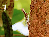 A black-bearded gliding lizard moulting