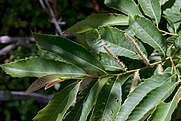 Castanea ozarkensis.jpg