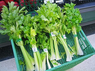 <span class="mw-page-title-main">Celery</span> Species of edible plant