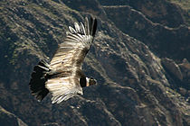 A Condor flying over the Colca Canyon