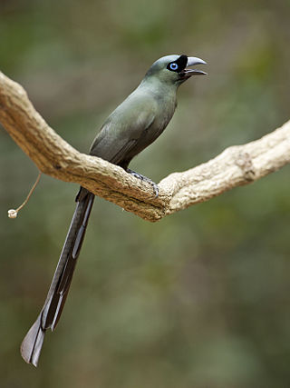 <span class="mw-page-title-main">Racket-tailed treepie</span> Species of bird