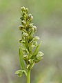 Grønlig barnarót / Grønligt hjúnagras (Coeloglossum viride)