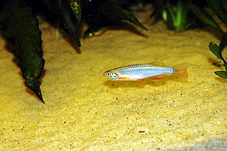 <span class="mw-page-title-main">Pearl danio</span> Species of fish