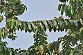 Leaves at Jayanti