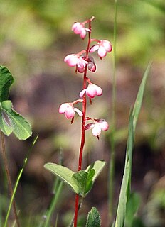 Pyroloideae Subfamily of flowering plants in the heather family Ericaceae