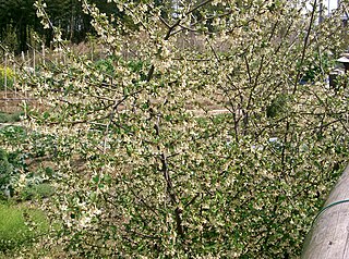 <i>Elaeagnus multiflora</i> Species of flowering plant