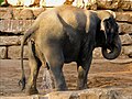 Elefant beim Urinieren