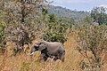 African Elephant