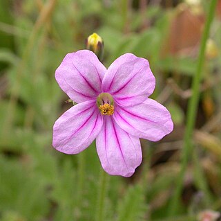 <i>Erodium botrys</i> Species of flowering plant