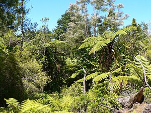 Forest scene