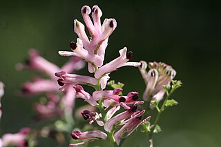 <i>Fumaria</i> Genus of flowering plants in the poppy family Papaveraceae