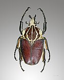 Escarabajo Goliath