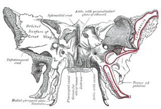 <span class="mw-page-title-main">Body of sphenoid bone</span>