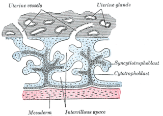 <span class="mw-page-title-main">Syncytiotrophoblast</span> Embryonic cell of the placental surface