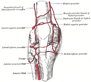 <span class="mw-page-title-main">Lateral superior genicular artery</span>