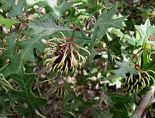 <i>Grevillea dryophylla</i> Species of shrub in the family Proteaceae native to Victoria, Australia